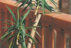 balustrade avec Balustres Colonnes